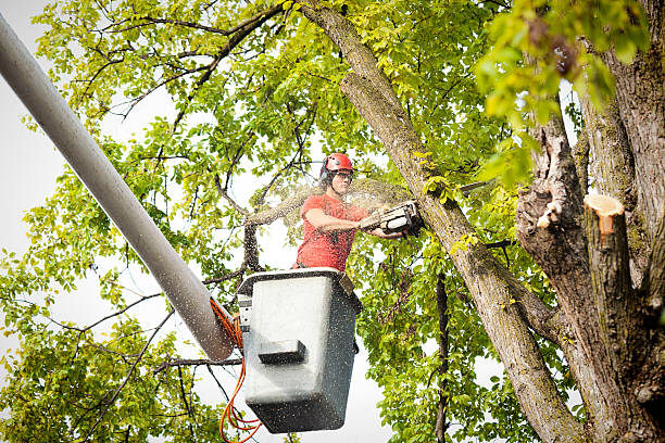 Best Palm Tree Trimming  in Massapequa Park, NY